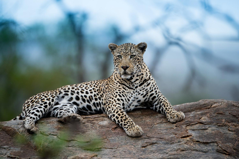 3 Dagen 2 Nachten Ngorongoro,Manyara &amp; Tarangire-Camping