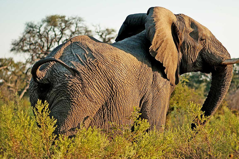 From Moshi: Arusha National Park Safari with Walking Tour