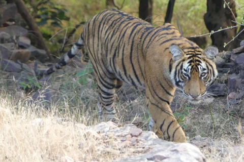 Desde Jaipur Excursión de un día al Parque Nacional de Sariska con SafariSafari matinal