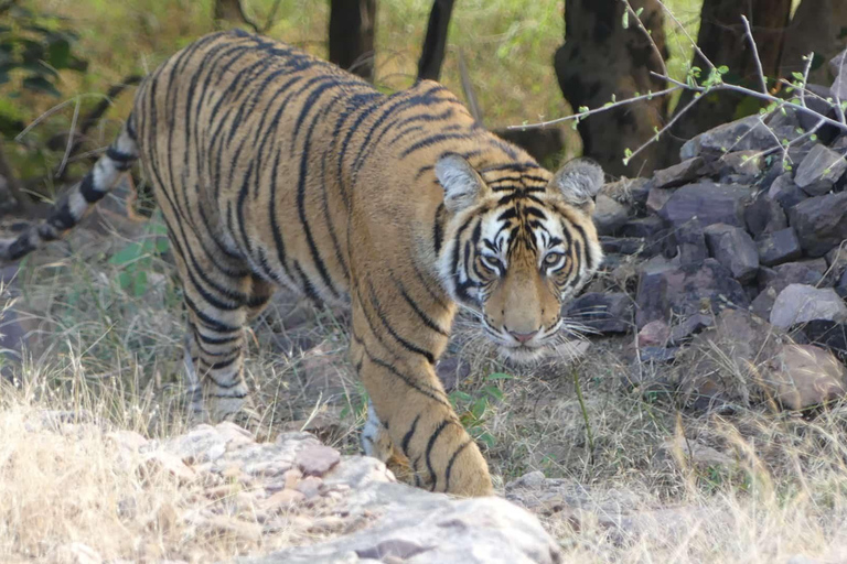 Z Jaipuru: 1-dniowa wycieczka do Parku Narodowego Sariska z safariSafari wczesnym rankiem