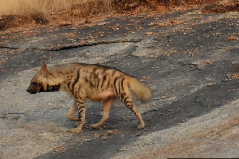 贾瓦伊：猎豹巡游与野生动物探秘之旅贾瓦伊：豹猎游与野生动物体验
