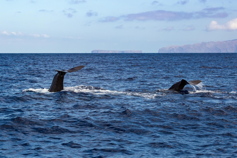 Madera: gwarantowana wycieczka z obserwacją wielorybów