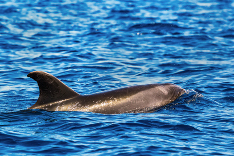 Madère : excursion d'observation des baleines garantie