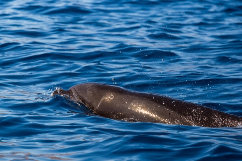 Madeira: Guaranteed Whale Watching Tour