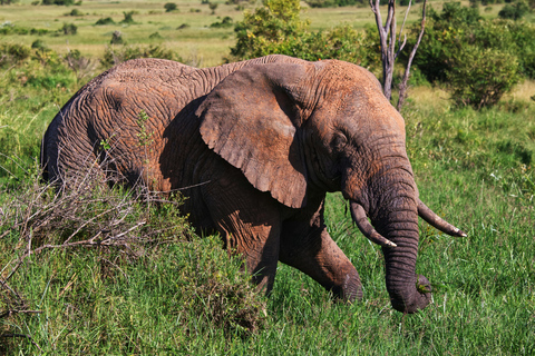 2-Day Tsavo East Safari from Mombasa & Diani