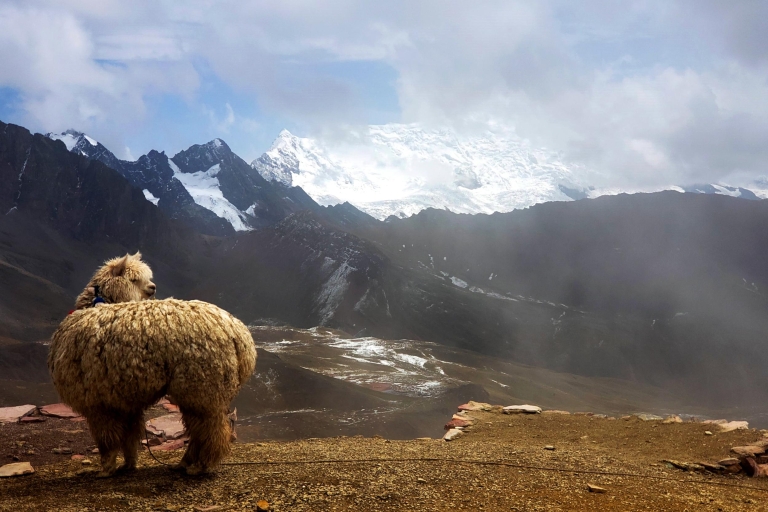 Ab Cusco: Tagestour zum Regenbogen-Berg VinicuncaCusco: Tagestour zum Regenbogenberg - Gruppentour