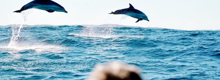 Byron Bay : Croisière commentée avec les dauphins