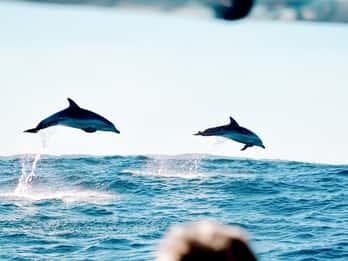 Byron Bay: Cruise with Dolphins Tour