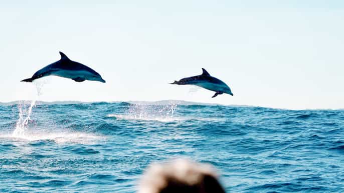 byron bay cruise with dolphins tour