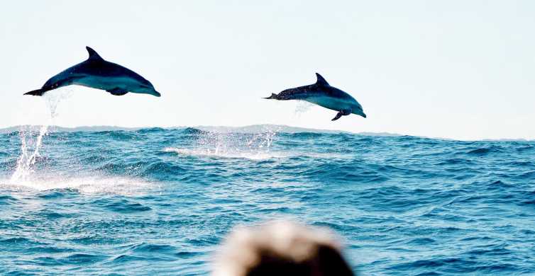 Byron Bay Cruise with Dolphins Tour