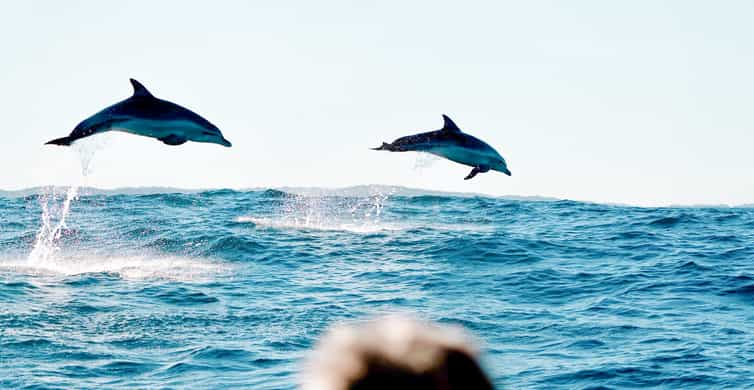 Byron Bay Cruise with Dolphins Tour