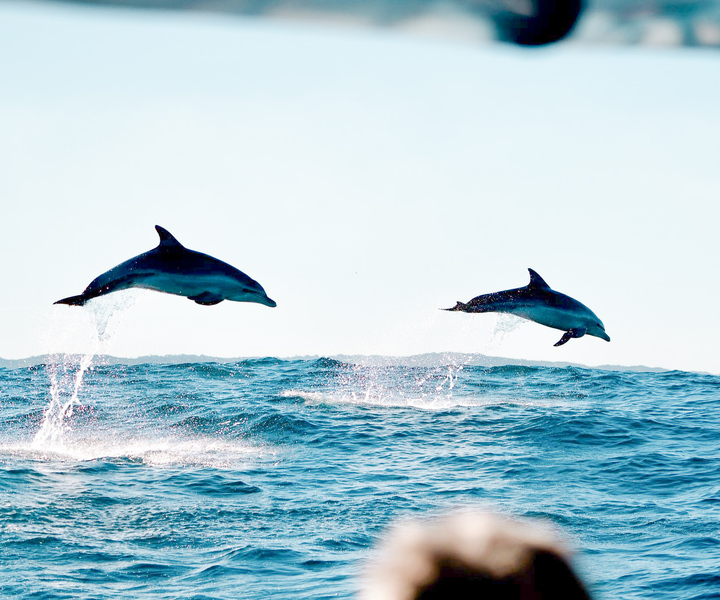 Byron Bay: Cruise with Dolphins Tour