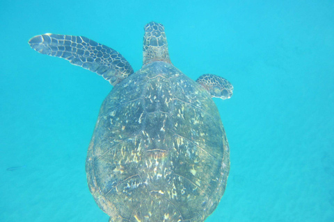 Sri Lanka: 4-tägige Tour Wildlife und Strand