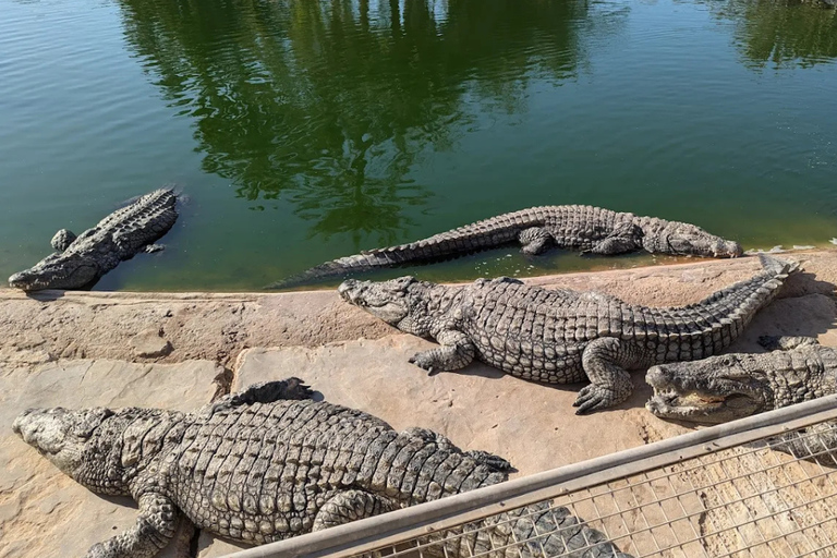 Djerba: Djerba Explore Experience with Crocodiles and Lella Hadhria Museum