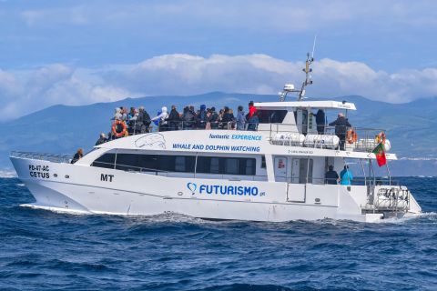 Z Ponta Delgada: rejs z obserwacją wielorybów i delfinów