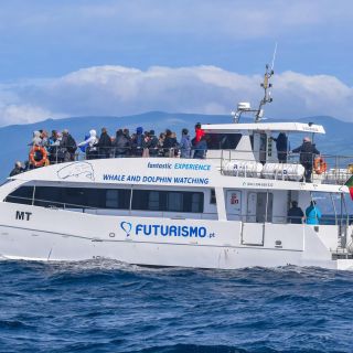 De Ponta Delgada: Observação de Golfinhos e Baleias