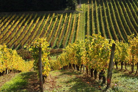 Tour por el Valle del Loira y Cata de Vinos Vouvray, Chinon, BourgueilTour privado de vinos sin almuerzo