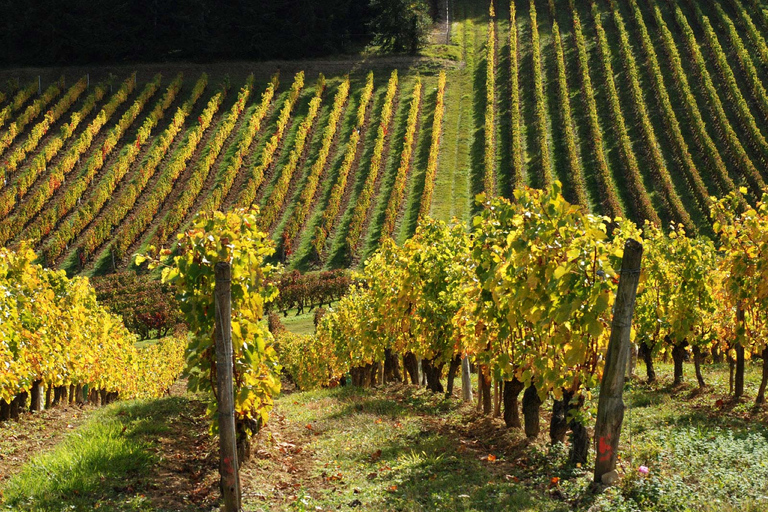 Tour della Valle della Loira e degustazione di vini Vouvray, Chinon, BourgueilTour privato del vino senza pranzo