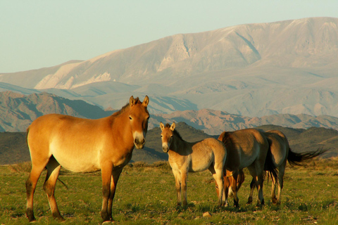 Ulaanbaatar: Hustai National Park Tour with Lunch