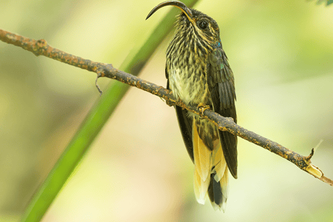 From Cusco: 3-Day Manu National Park Tour
