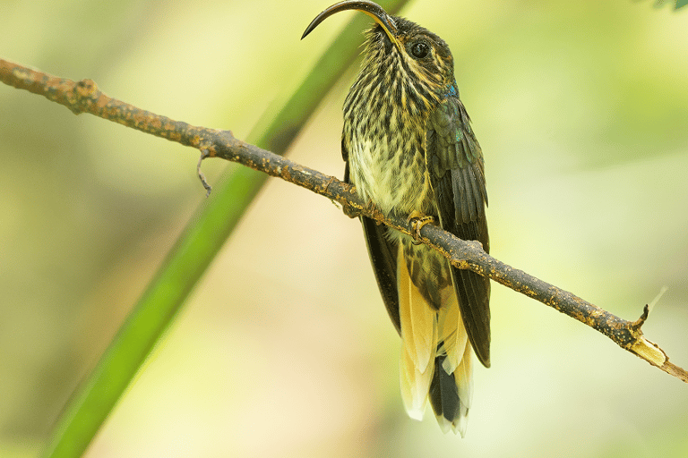 From Cusco: 3-Day Manu National Park Tour