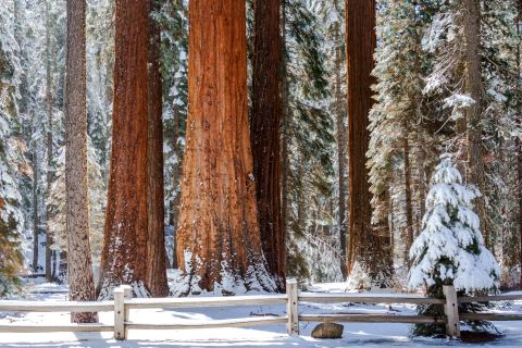 Giant Sequoia Snowshoe & Yosemite Valley Tour