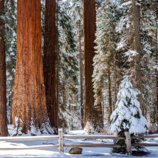 Giant Sequoia Snowshoe & Yosemite Valley Tour