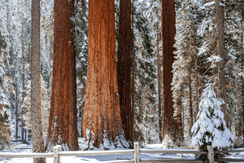 Giant Sequoia Snowshoe & Yosemite Valley Tour
