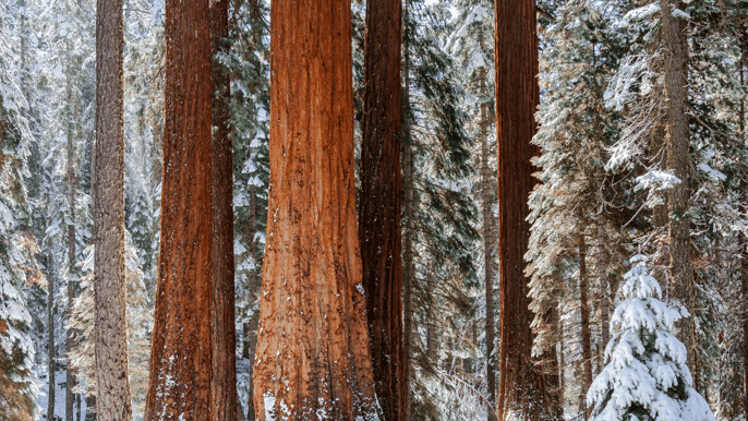 parque nacional de yosemite tour por el valle y raquetas de nieve de las secuoyas gigantes