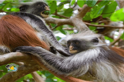 Zanzibar: Blå lagunen, sjöstjärnor och Jozani-skogenTransfer till hotell var som helst på Zanzibar