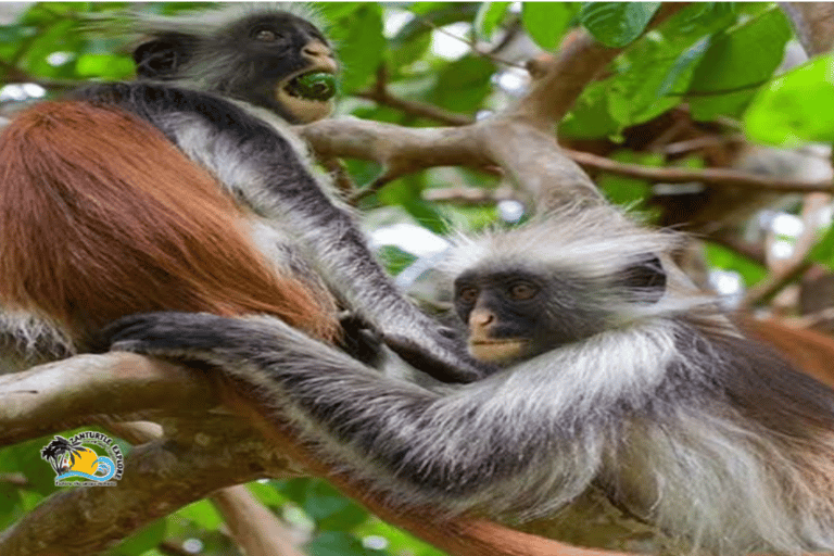 Zanzibar: Blå lagunen, sjöstjärnor och Jozani-skogenTransfer till hotell var som helst på Zanzibar