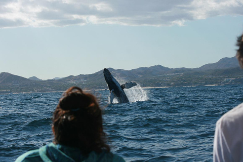 Walvissen kijken in San José del Cabo