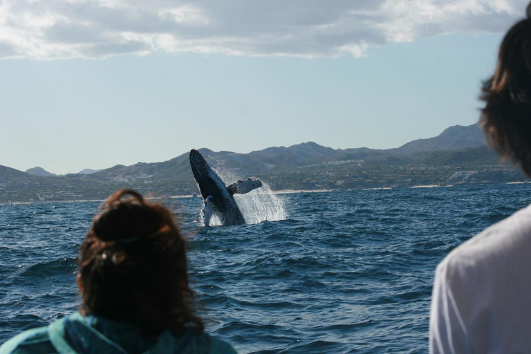 Walvissen kijken in San José del Cabo