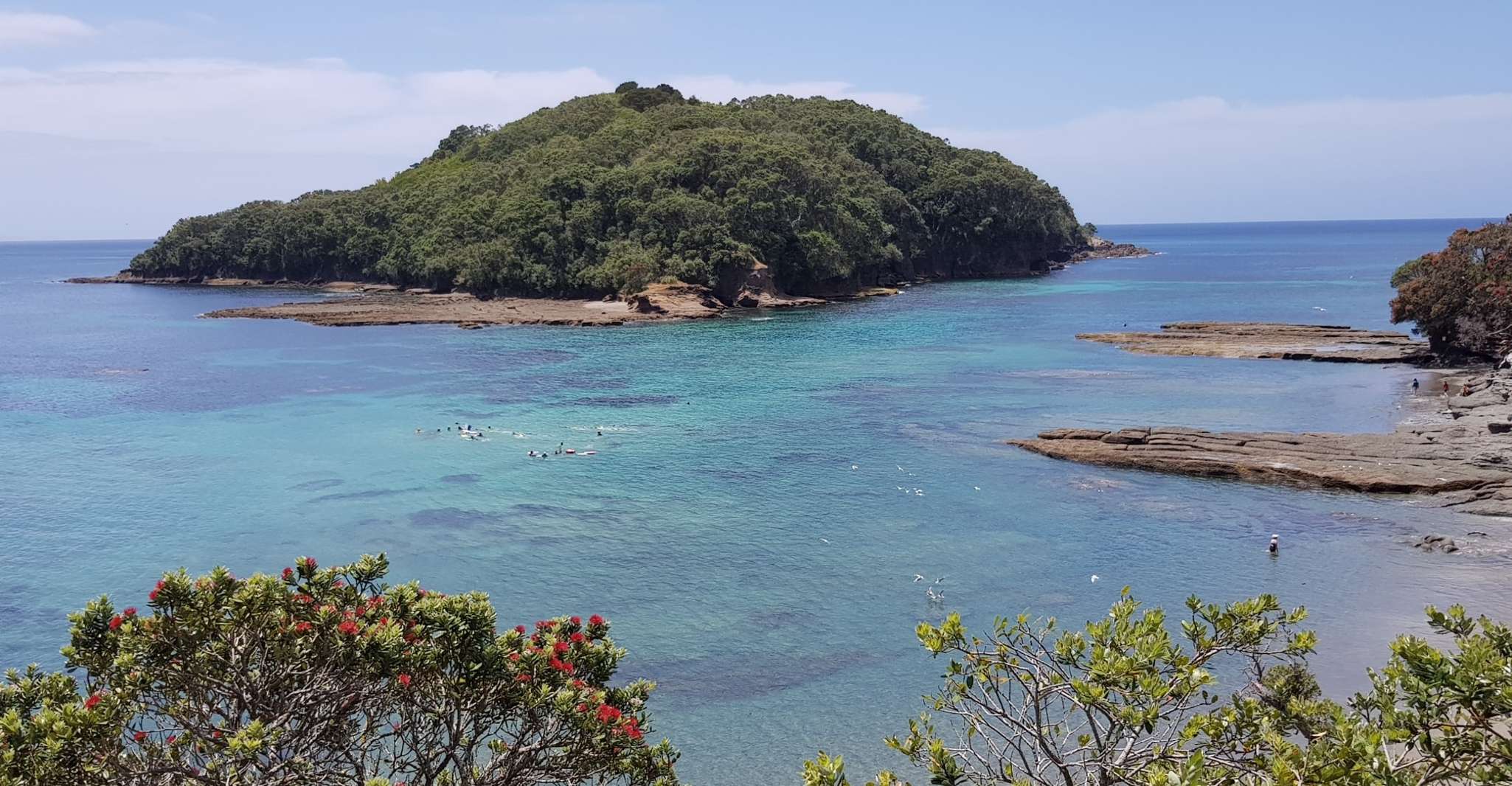 Leigh, Goat Island Guided Snorkeling Tour for Beginners - Housity