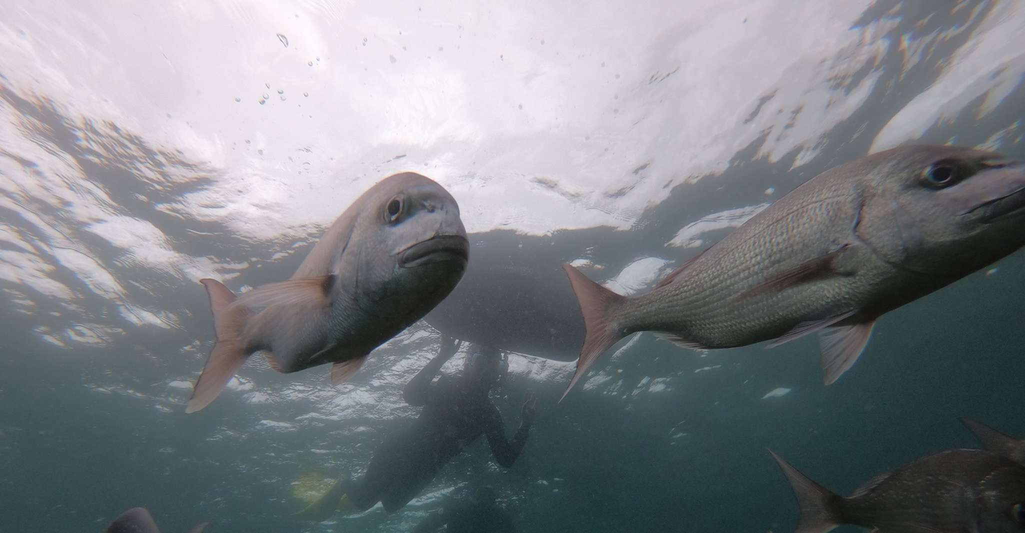 Leigh, Goat Island Guided Snorkeling Tour for Beginners - Housity