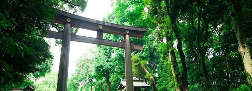 Tokyo: Meiji Shrine Walking Tour with Local Guide
