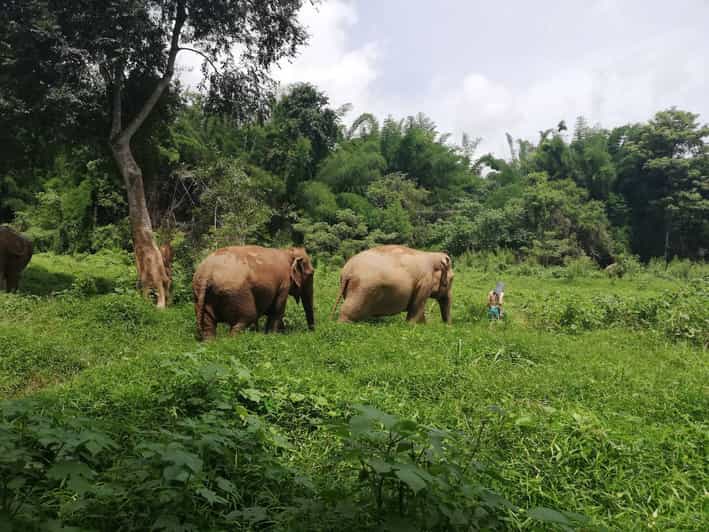 Khao Sok Ethical Elephant Sanctuary Visit GetYourGuide