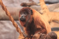 Fantastic jungle 3 days 2 nights - Housity