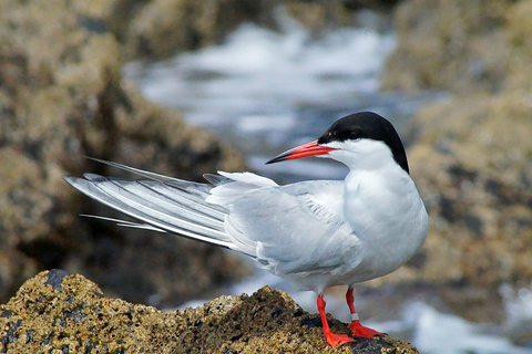 Madeira: Whale and Dolphin Watching Tour