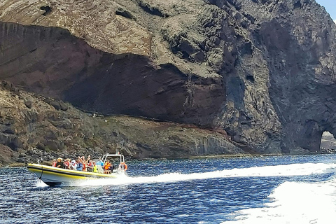 Madeira: Whale and Dolphin Watching Tour