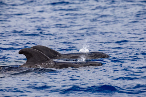 Madeira: Wal- und Delfinbeobachtungstour