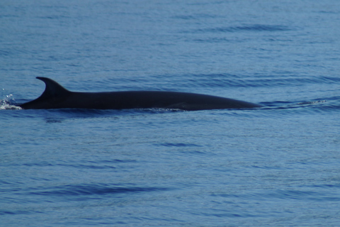 Madeira: tour di osservazione di balene e delfini