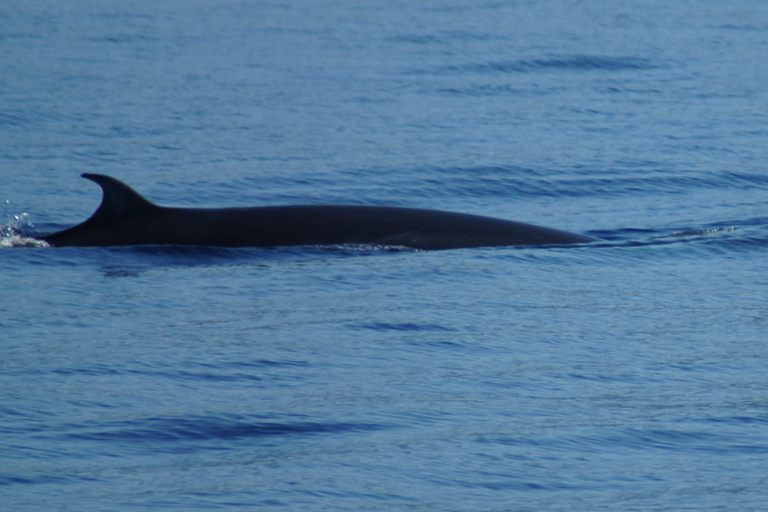 Madeira: tour de avistamiento de ballenas y delfines