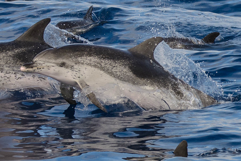 Madeira: tour di osservazione di balene e delfini