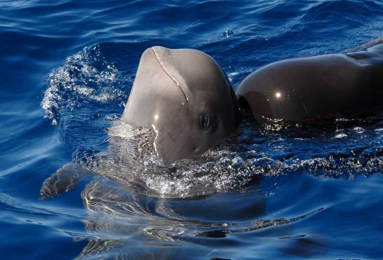 Madeira: Whale and Dolphin Watching Tour