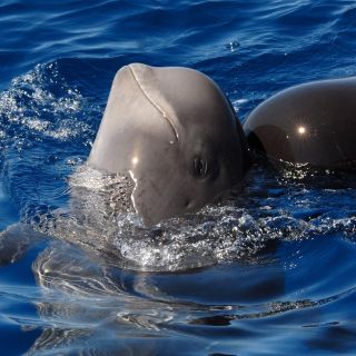 Madeira: Wal- und Delfinbeobachtungstour