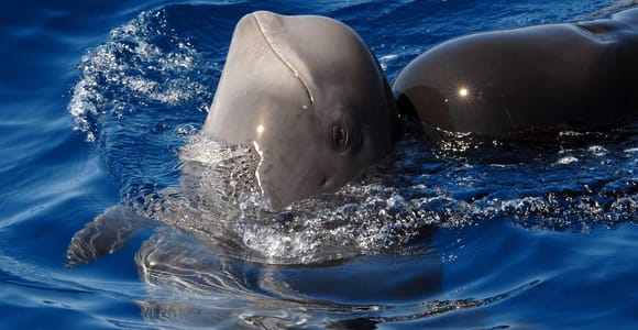 Madeira: Whale and Dolphin Watching Tour