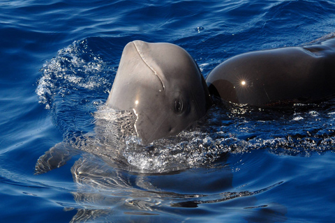 Madeira: Whale and Dolphin Watching Tour