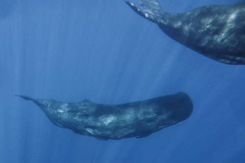 Madeira: walvis- en dolfijnen spotten