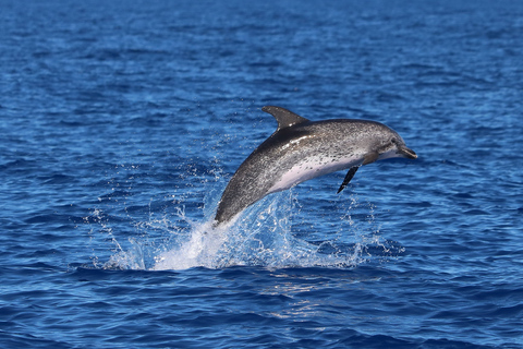 Madeira: Whale and Dolphin Watching Tour